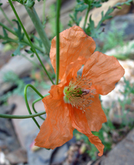Papaver fugax
