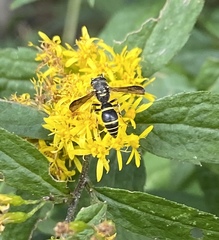 Ancistrocerus adiabatus