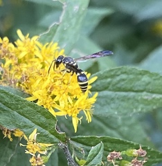 Ancistrocerus adiabatus