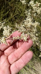Eriogonum plumatella