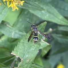 Ancistrocerus adiabatus