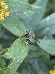 Ancistrocerus adiabatus