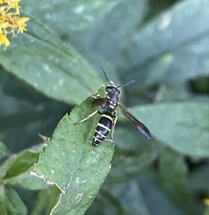 Ancistrocerus adiabatus