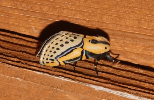 Hieroglyphic Moth photo 5