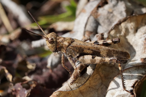 Clouded Grasshopper photo 3