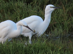 Egretta garzetta