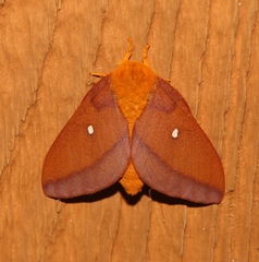 Anisota virginiensis