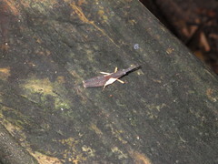 Desmoptera truncatipennis