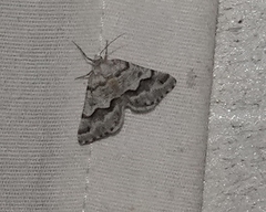 Macaria pallipennata