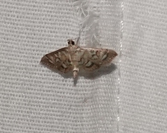 Hileithia magualis