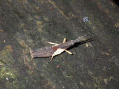 Desmoptera truncatipennis