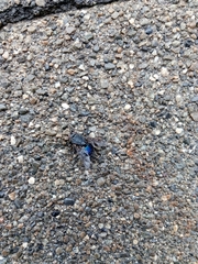 Calliphora quadrimaculata