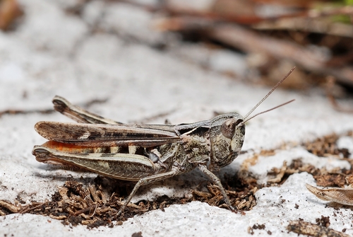 Heath Grasshopper photo 3