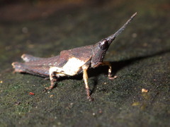 Desmoptera truncatipennis