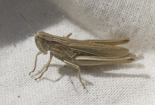 Lesser Marsh Grasshopper