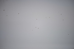 Turdus pilaris