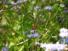 Diogmites angustipennis