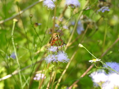 Diogmites angustipennis