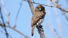 Glaucidium brasilianum