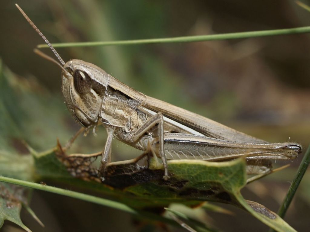 Euchorthippus