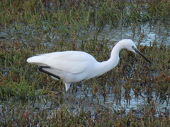 Egretta garzetta