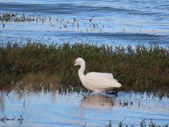 Egretta garzetta
