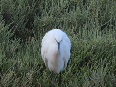 Egretta garzetta