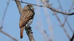 Glaucidium brasilianum