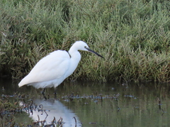Egretta garzetta