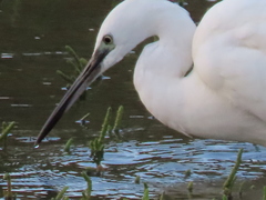 Egretta garzetta