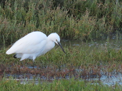 Egretta garzetta