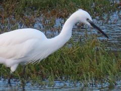 Egretta garzetta