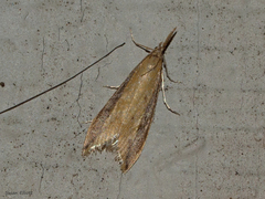 Donacaula melinellus