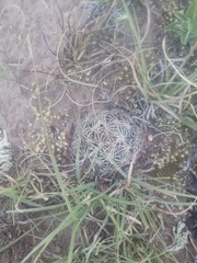 Coryphantha delicata