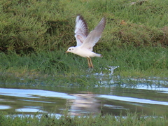 Chroicocephalus ridibundus