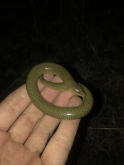 Acontias gracilicauda