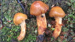 Aureonarius limonius