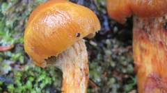 Aureonarius limonius