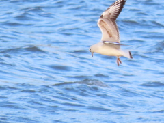 Chroicocephalus ridibundus