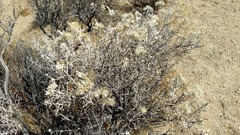 Tetradymia stenolepis