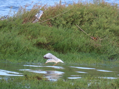 Chroicocephalus ridibundus