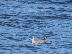 Chroicocephalus ridibundus