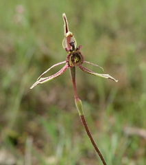 Caladenia barbarossa