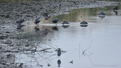 Egretta ardesiaca