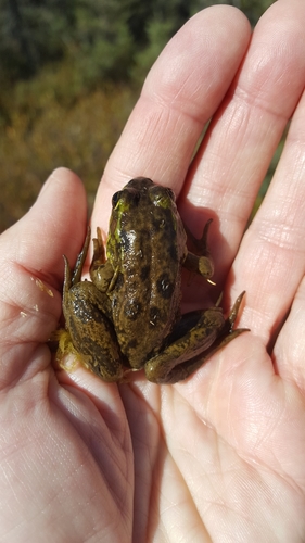 Mink Frog