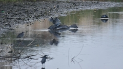 Egretta ardesiaca