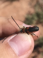 Crossidius discoideus