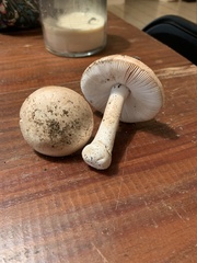 Amanita wellsii