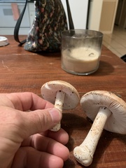 Amanita wellsii