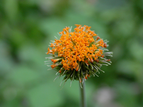 Verbesina alata